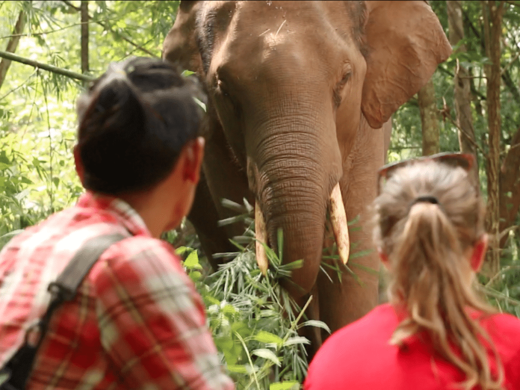 How to Tour the World Without Harming It!